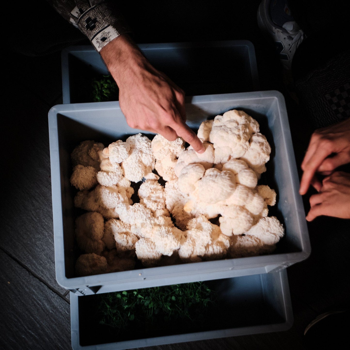 Lionsmane Frischpilz 200g