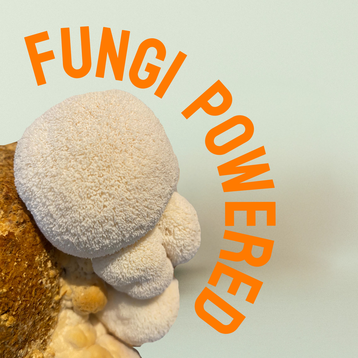 Growkit Lionâs Mane - Pilzzucht Bag