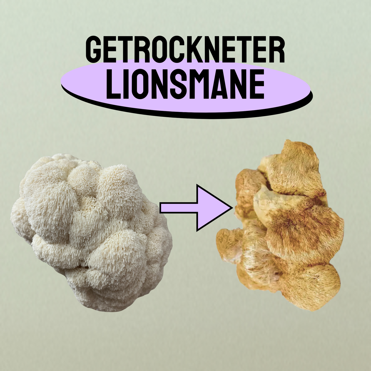 Fungi Feeds Lionsmane (getrocknet, Fruchtkörper)