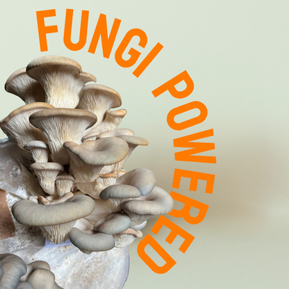 Growkit Austernseitling - Pilzzucht Bag