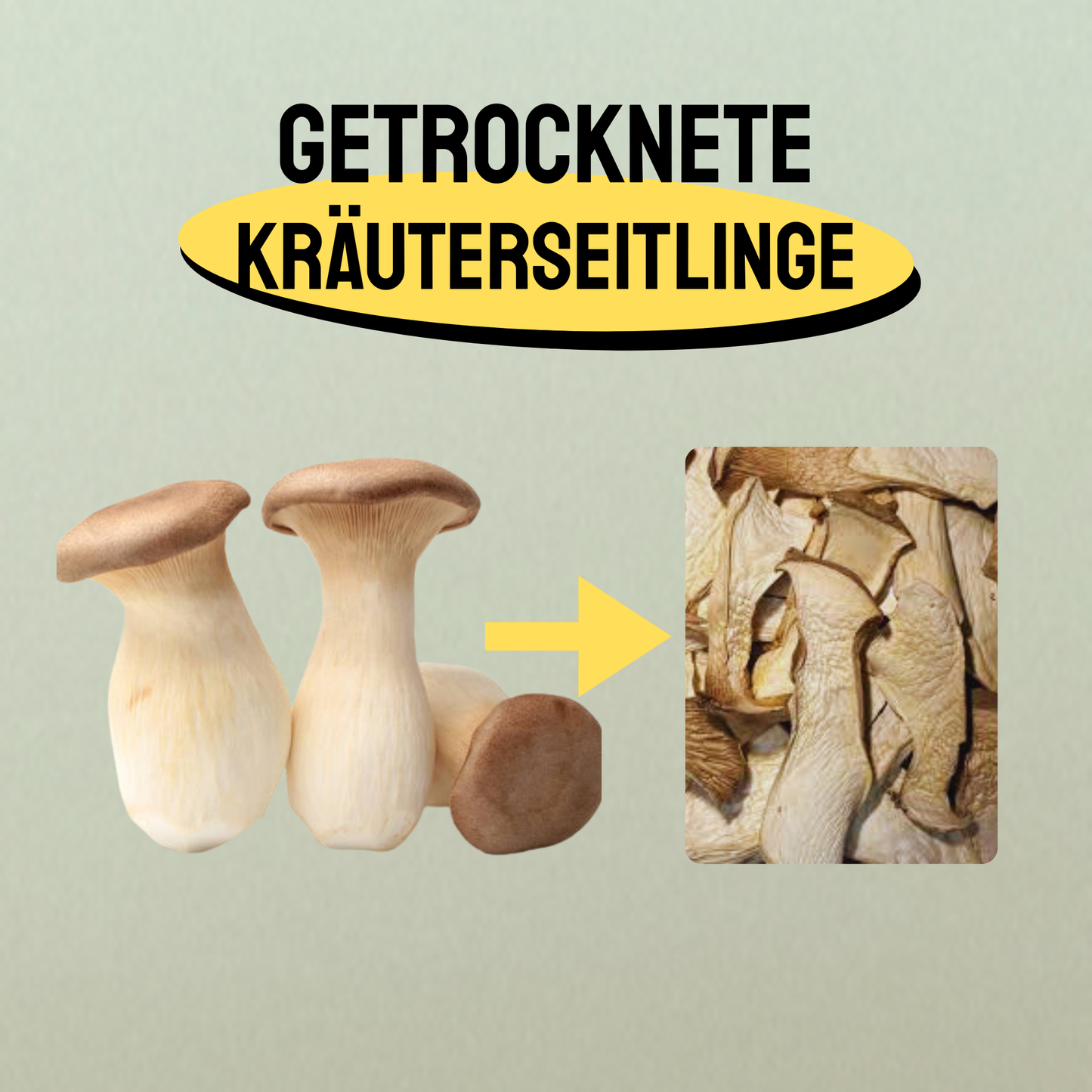 Fungi Feeds Kräuterseitlinge (getrocknet, Fruchtkörper)