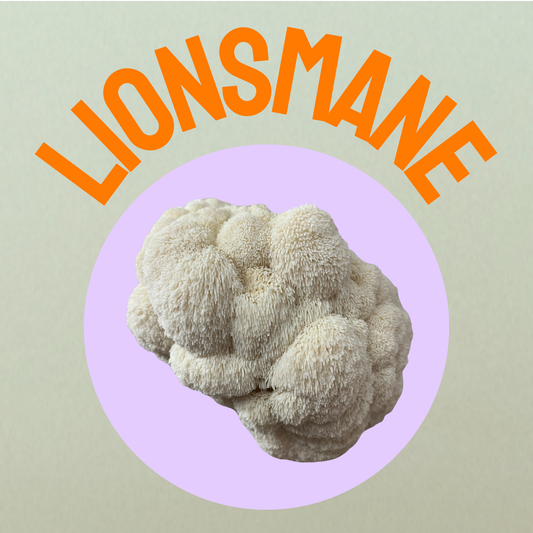 Lionsmane Frischpilz 200g