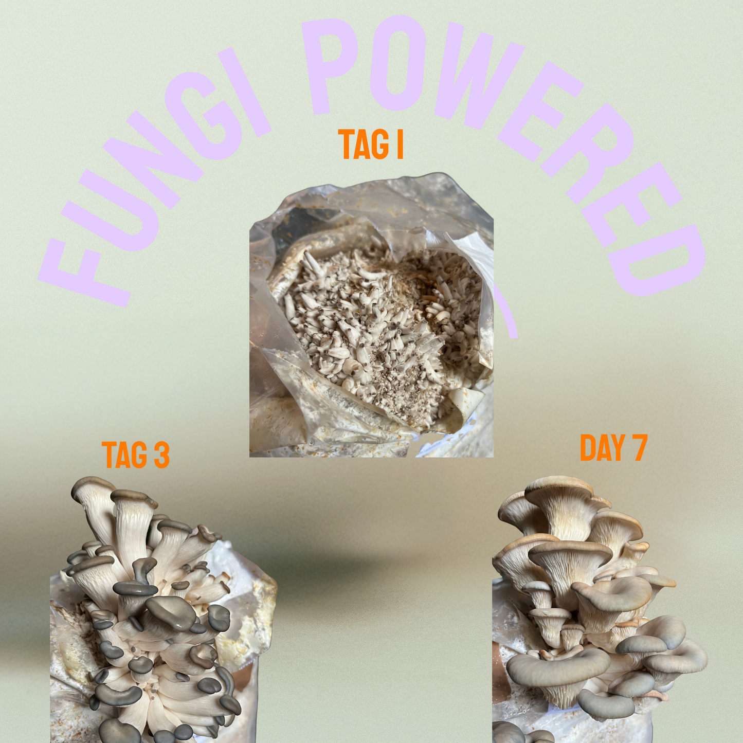 Growkit Austernseitling - Pilzzucht Bag