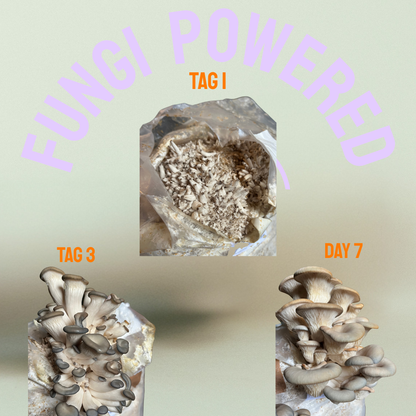 Growkit Austernseitling - Pilzzucht Bag